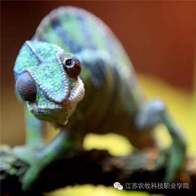 山居异宠店内的变色龙