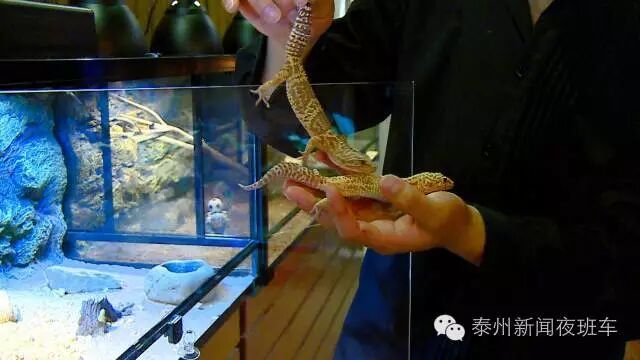 姜柏宇手持两只蜥蜴进行展示